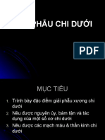 Giải Phẫu Chi Dưới