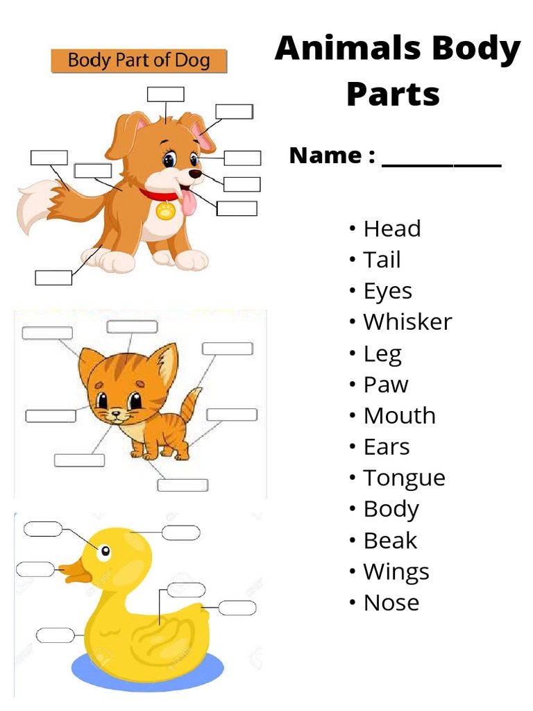 Animal Body Parts Worksheet PDF Wellness