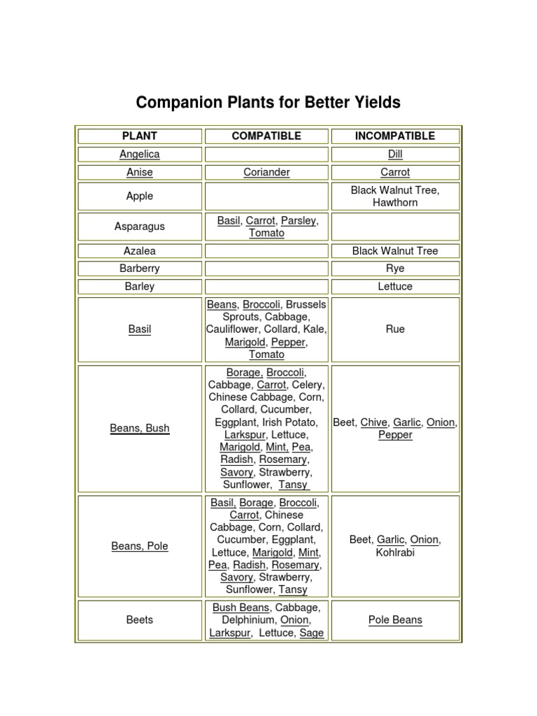 2 Companion Plants For Better Yields PDF | PDF | Dill | Tomato