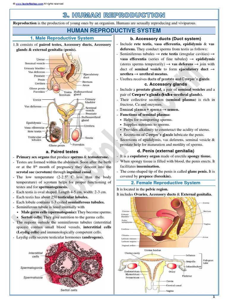 3 Human Reproduction-Sample Notes 2021 | PDF | Testicle | Animal ...