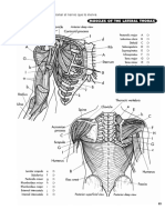 Pre Saberes Ortopedia Pregrado Componente Muscular