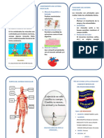 EL SISTEMA MUSCULAR Triptico