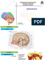 Diencefalo Ii