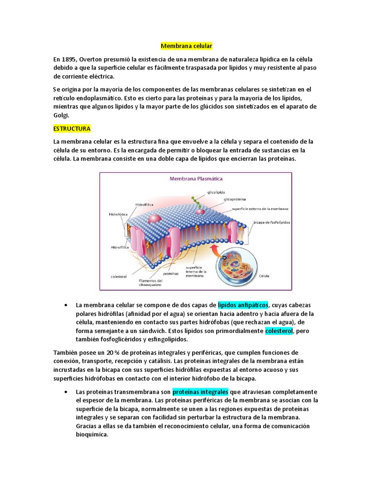 Estructura y funciones de la membrana celular | PDF | Membrana celular ...
