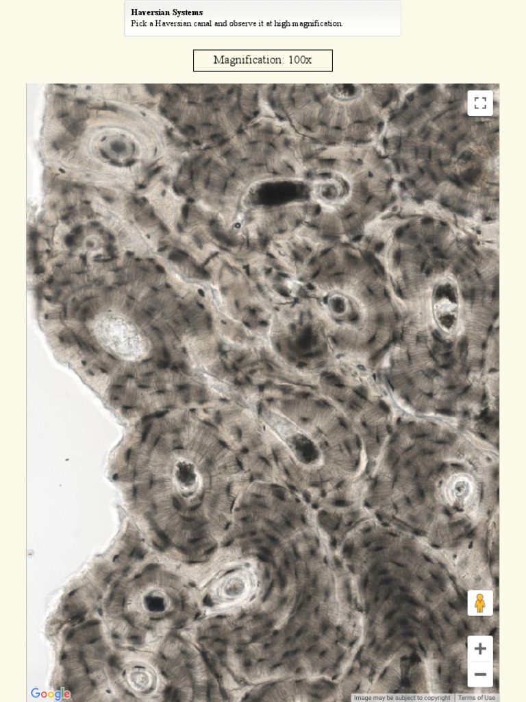 Histology at yale virtual microscope pdf