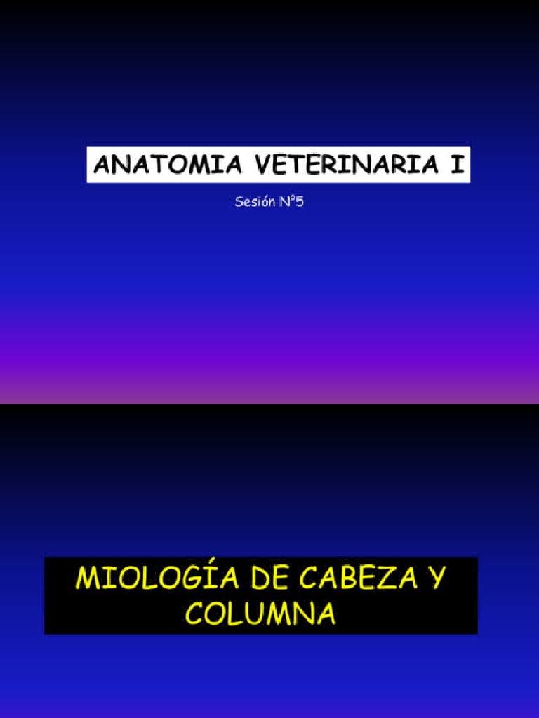 Anatomía visual data 2