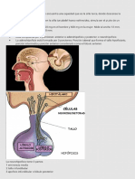 Anatomía Hipotálamo e Hipófisis - 230808 - 142159