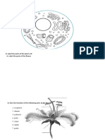 Activity-Sheets (Microscope, Flower, Cell)