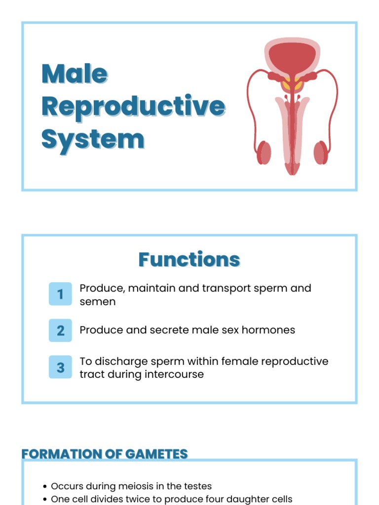 FUN FACTS ABOUT MALE REPRODUCTIVE SYSTEM intelligence overview