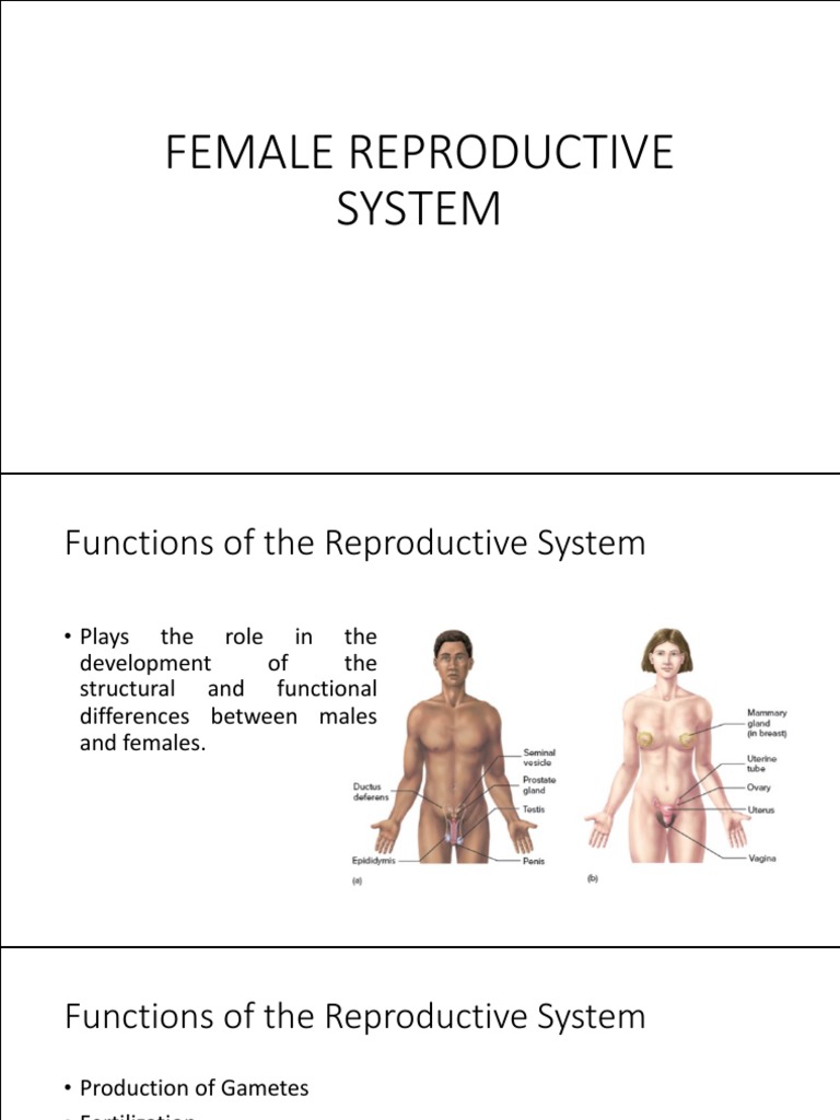 Overview of the Female Reproductive System | PDF | Menstrual Cycle | Ovary