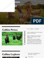 Razas de Gallinas