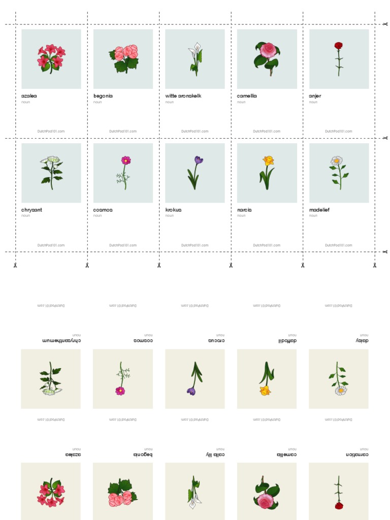 Dutch Flowers | Download Free PDF | Horticulture | Botany
