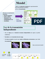 Leyes de Mendel