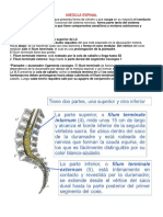 TP20 Medula Espinal 2.0