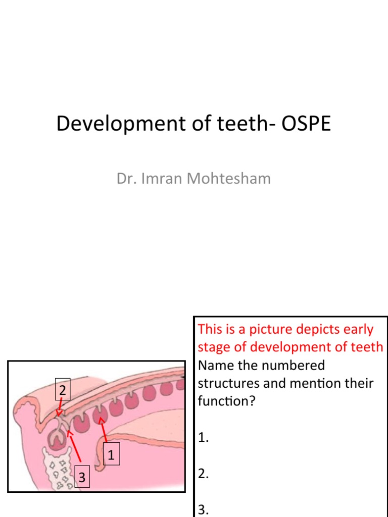 Stages of Tooth Development Overview | PDF | Human Tooth | Epithelium