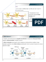 Sinir Sistemi-I Devamı