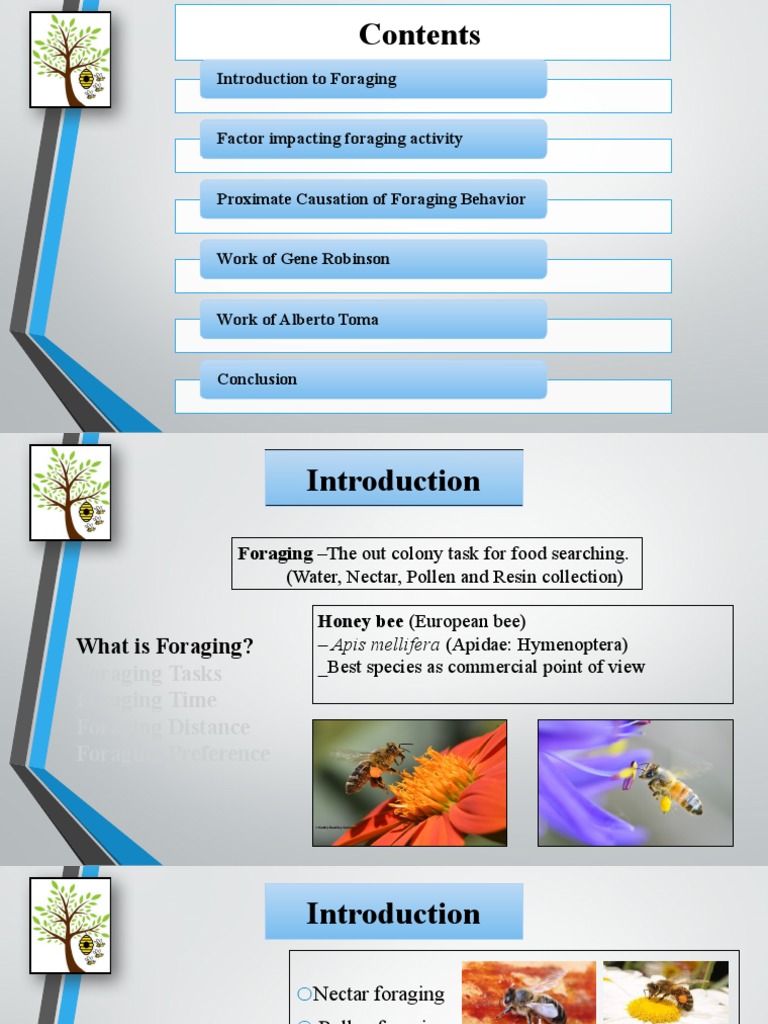 Honey Bee Foraging Behavior Explained | PDF | Honey Bee | Foraging