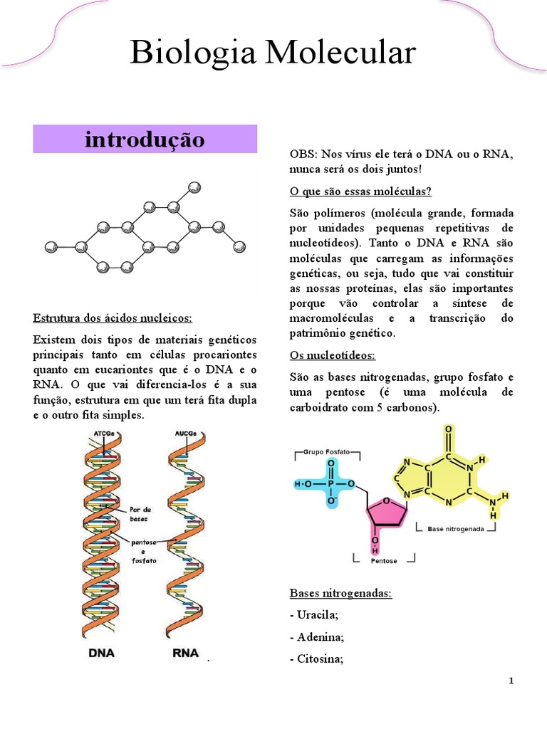 RNA, o que é? Definição, estrutura, produção, função e principais tipos, image size:768x1024