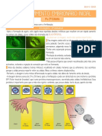 4 Desenvolvimento Embrionário Inicial