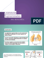 Gl. Suprarrenales