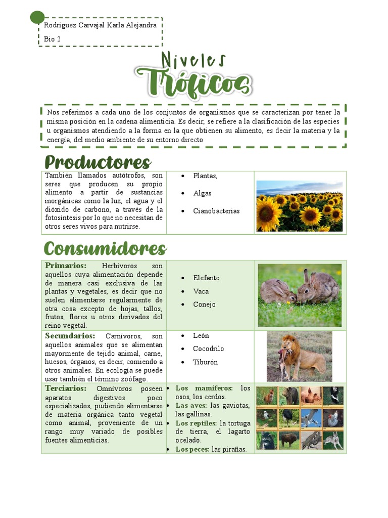 Niveles Tróficos PDF Plantas Organismos