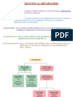 Introduccion Al Metabolismo