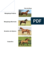 Mostrar saltando Cavalo Estrela Estável Garanhão Equestre, cavalo, cavalo,  animais, cerca png