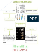 CUAL ES LA EVIDENCIA PARA LA EVOLUCIÓN. Mapa Mental. Muñoz Zamudio Mariana 2IM3