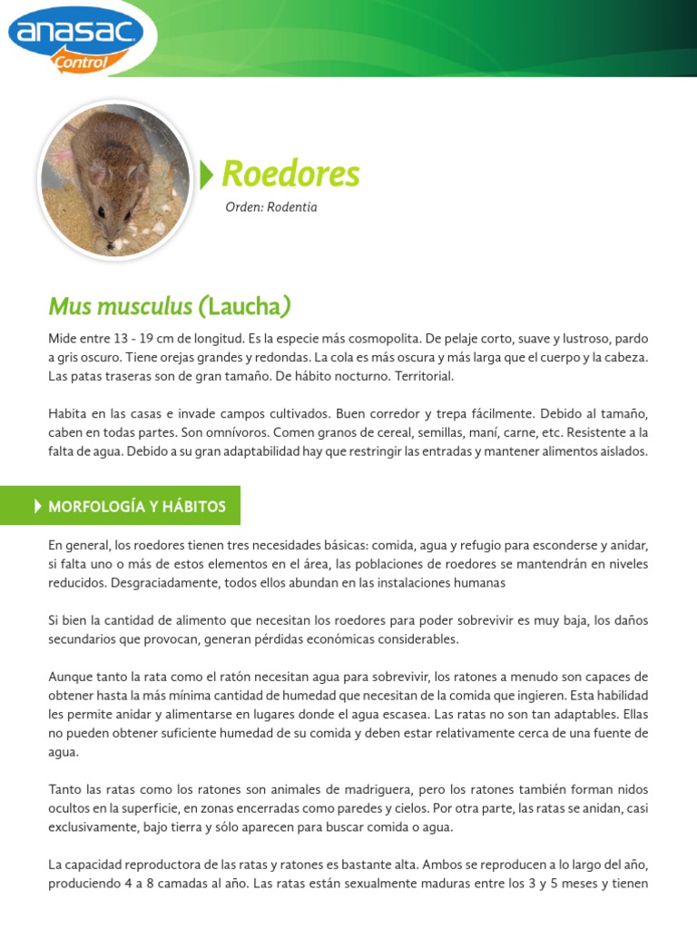 Características y control de la laucha | PDF | Roedor | Reproducción