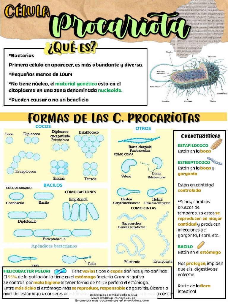 Características y Clasificación de Procariotas | PDF | Procariota ...