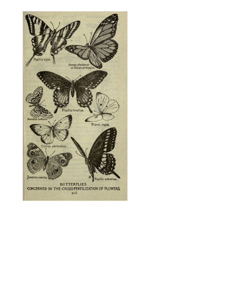 Butterfly | PDF