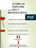 Anatopato I - C2 - Guia de Descripción Macro-Micro