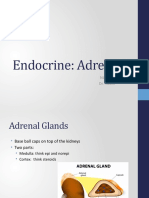 Endocrine Adrenals STUDENT BB