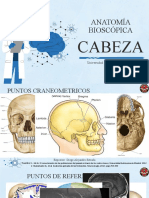 Anatomia Bioscopica Cabeza