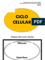 Ciclo Celular Carmen Usac