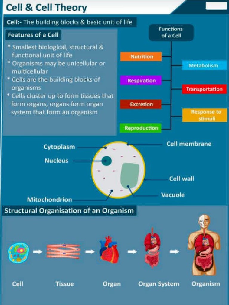 Bio Cell | PDF | Cell (Biology) | Cytoplasm