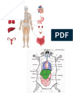 Anatomia S