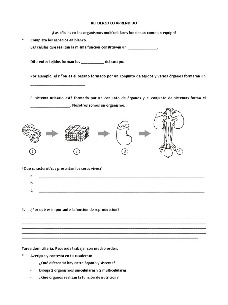 Ficha Seres Vivos para Cuarto de Primaria | PDF