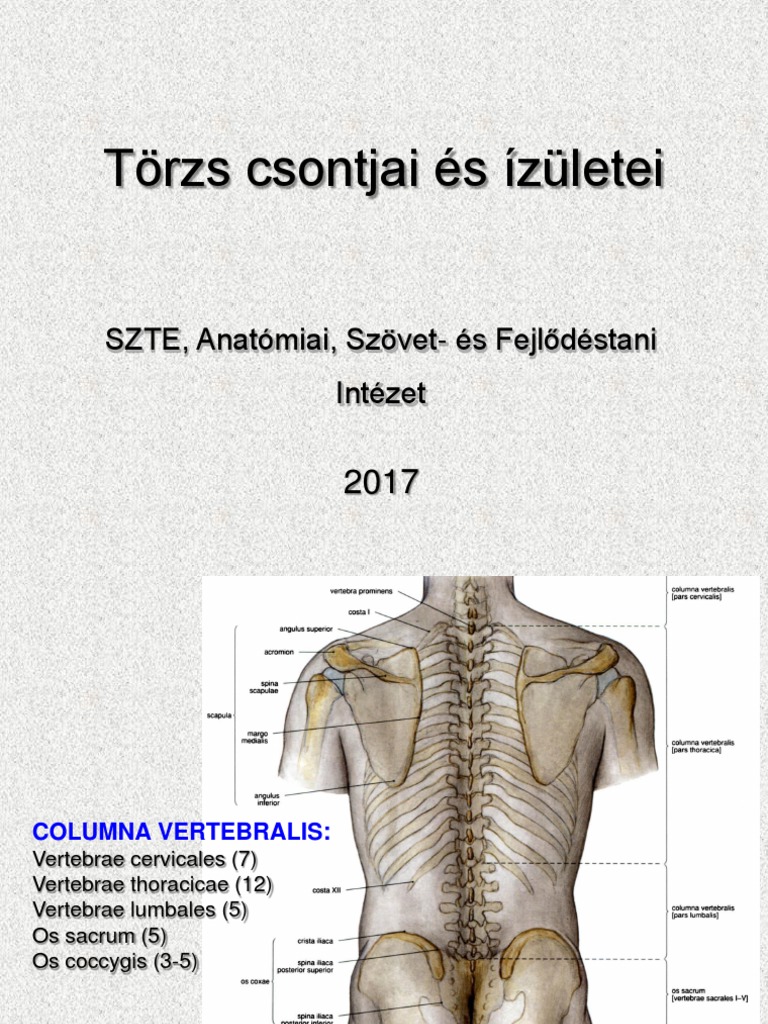08 - A Törzs Csontjai És Ízületei 2017-2 | PDF