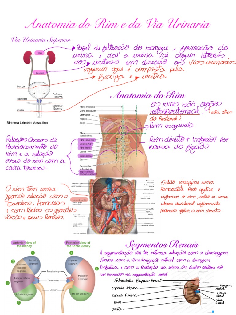 Anatomia dos Rins e Vias Urinárias | PDF | Rim | Sistema urinário