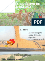 Exposicion de Gallina