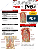 Anatomia Vascula Abdômen e Pelve