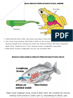 Bagan Cara Kerja Organ Pernapasan Pada Amfib1