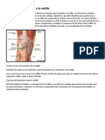 Elementos Que Forman a La Rodilla