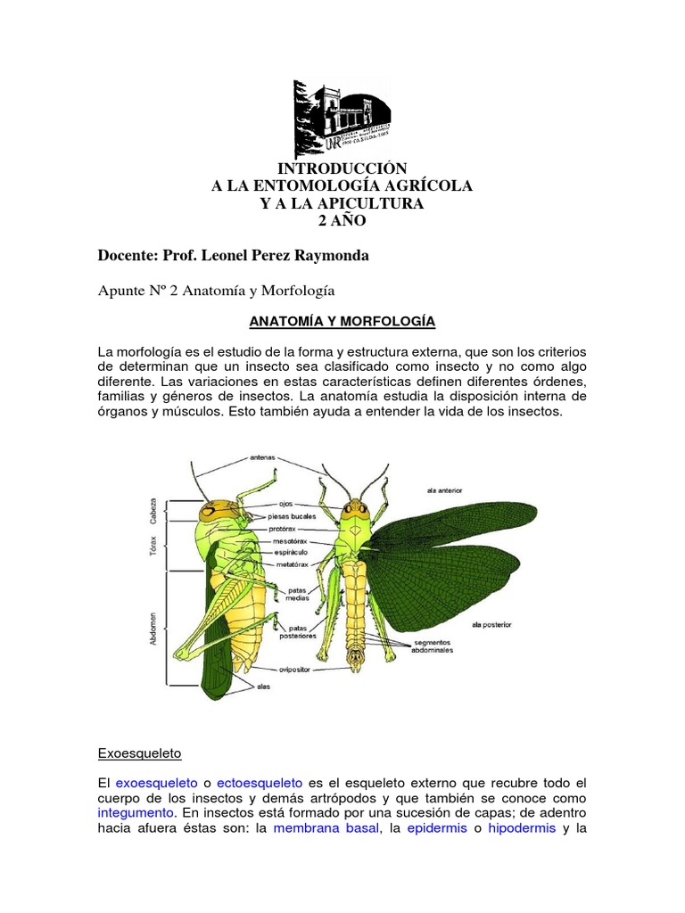 Anatomía y Morfología de Insectos | PDF | Insectos | Sistema reproductivo