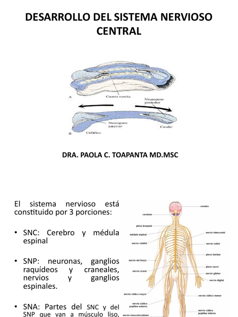 10 Segundo Sistema Nervioso 1 Pdf Sistema Nervioso Sistema