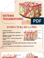 Sistema Tegumentario