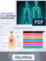 Anatomia Del Sistema Endocrino