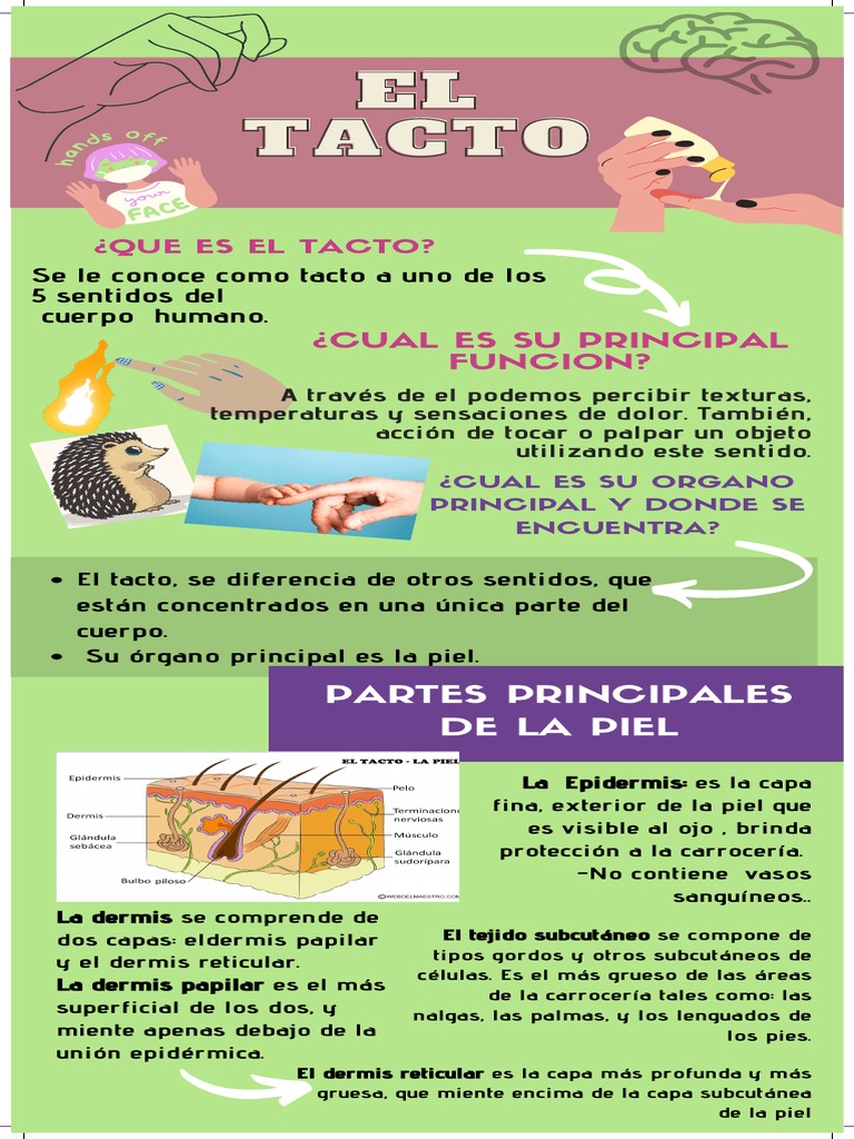 Funciones y partes del tacto | PDF