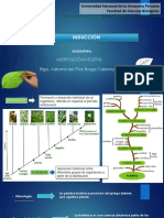 Tema 1 Inducción Morfología Vegetal